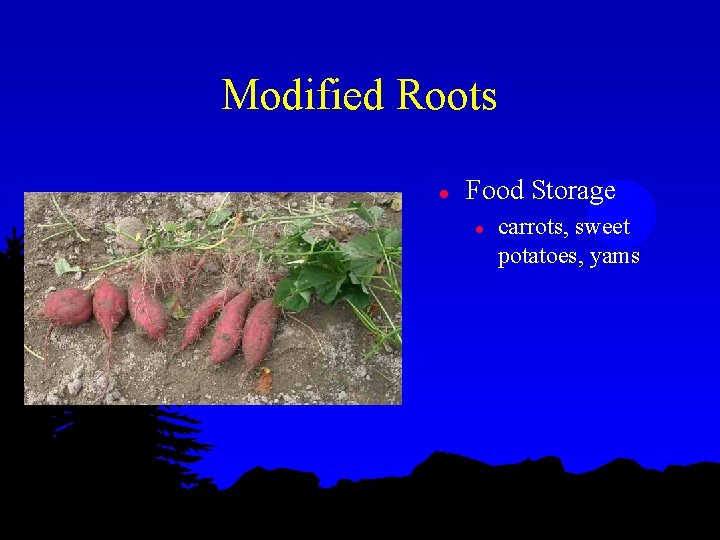 Modified Roots l Food Storage l carrots, sweet potatoes, yams 