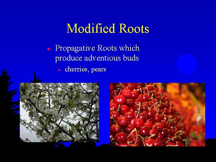 Modified Roots l Propagative Roots which produce adventious buds l cherries, pears 