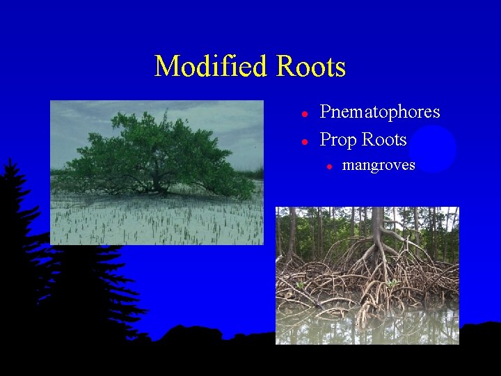 Modified Roots l l Pnematophores Prop Roots l mangroves 