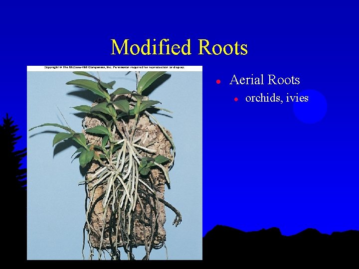 Modified Roots l Aerial Roots l orchids, ivies 