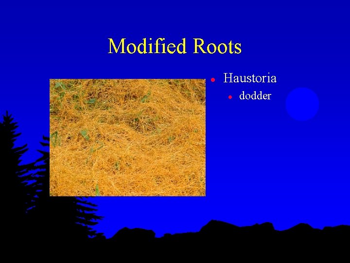 Modified Roots l Haustoria l dodder 