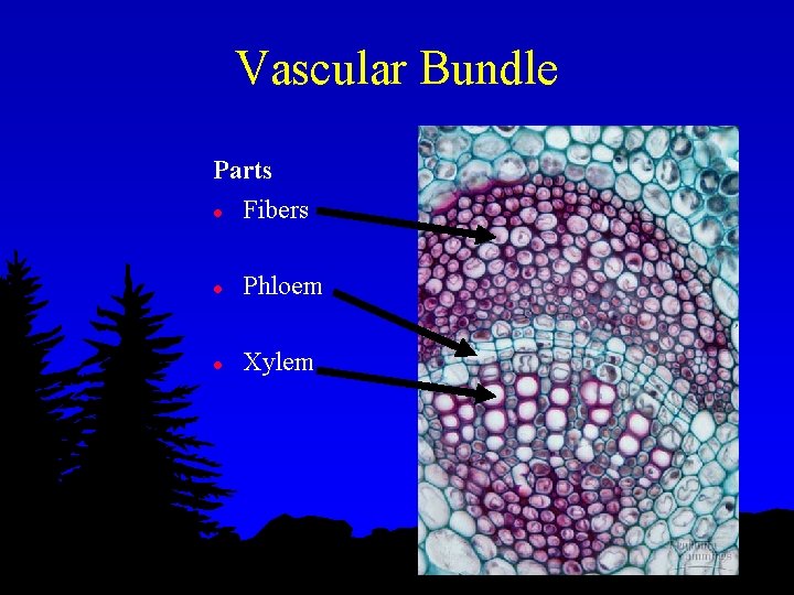 Vascular Bundle Parts l Fibers l Phloem l Xylem 