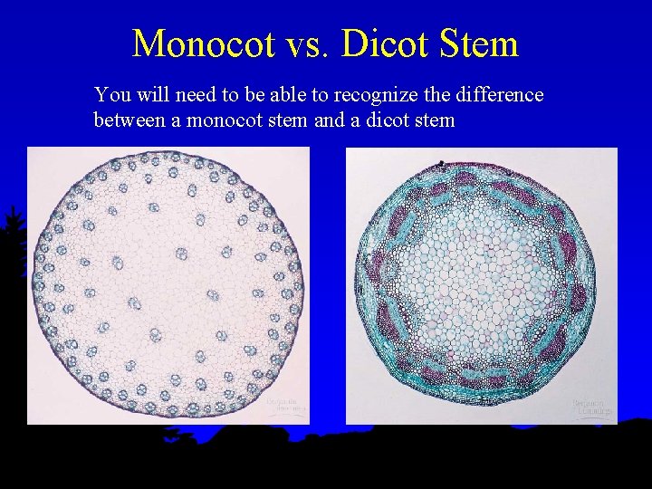 Monocot vs. Dicot Stem You will need to be able to recognize the difference