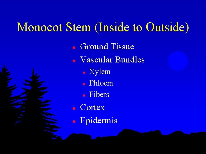 Monocot Stem (Inside to Outside) l l Ground Tissue Vascular Bundles l l l