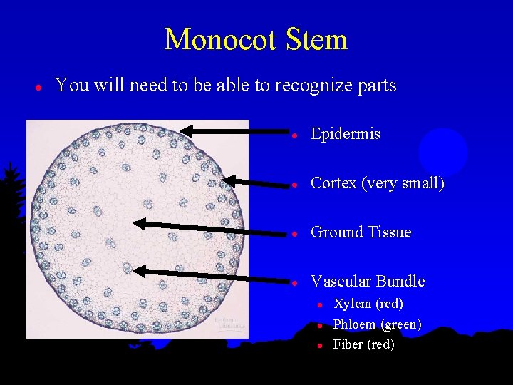 Monocot Stem l You will need to be able to recognize parts l Epidermis