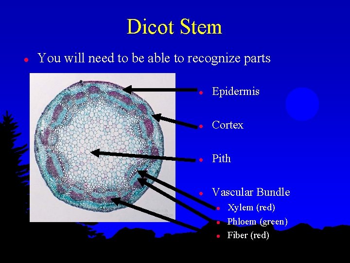Dicot Stem l You will need to be able to recognize parts l Epidermis