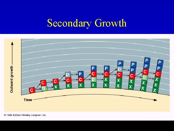 Secondary Growth 