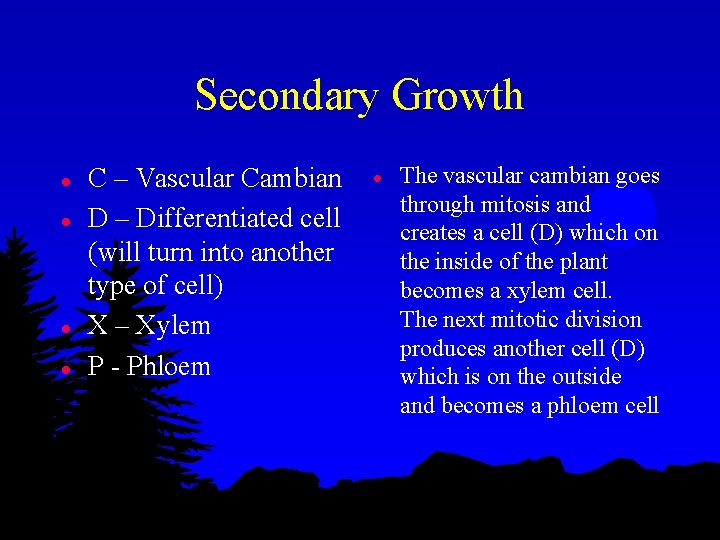 Secondary Growth l l C – Vascular Cambian D – Differentiated cell (will turn