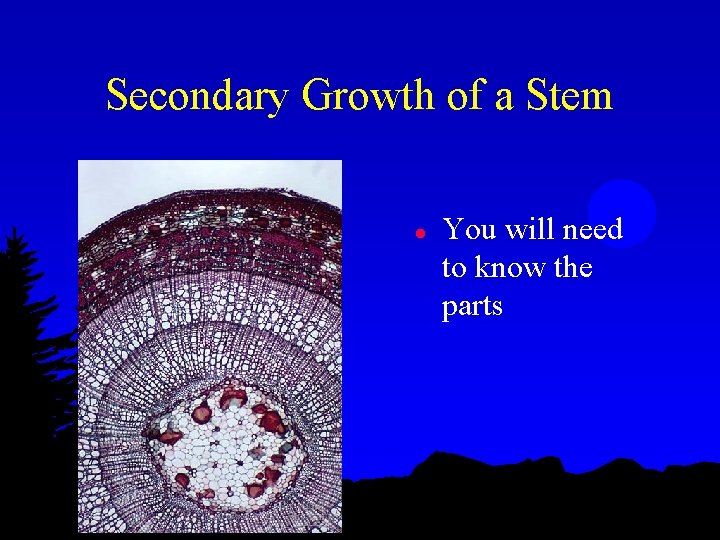 Secondary Growth of a Stem l You will need to know the parts 