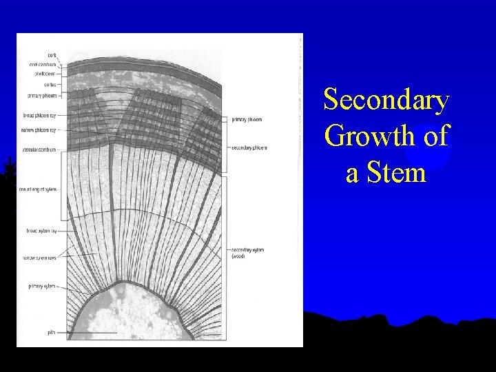 Secondary Growth of a Stem 