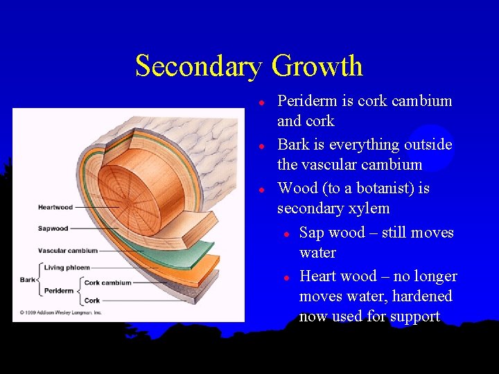 Secondary Growth l l l Periderm is cork cambium and cork Bark is everything