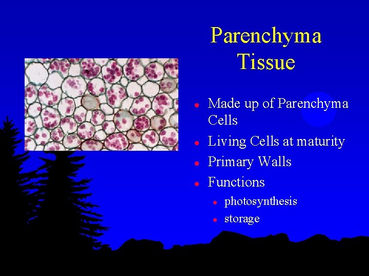 Parenchyma Tissue l l Made up of Parenchyma Cells Living Cells at maturity Primary