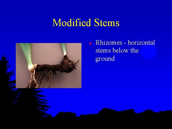 Modified Stems l Rhizomes - horizontal stems below the ground 