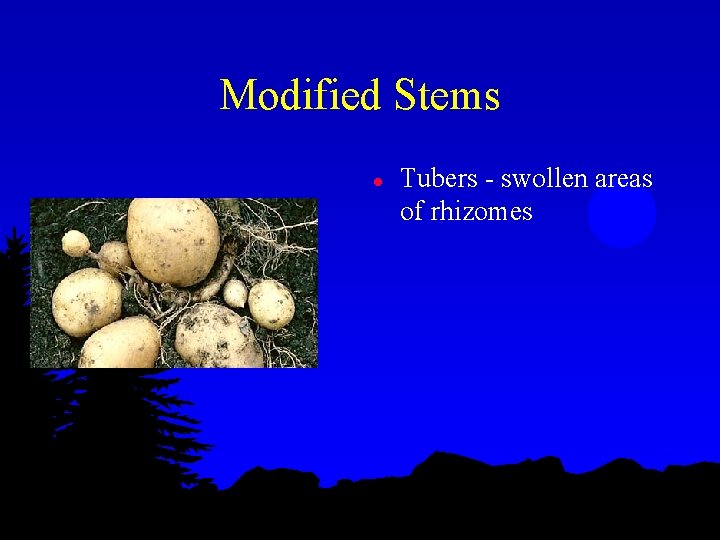 Modified Stems l Tubers - swollen areas of rhizomes 