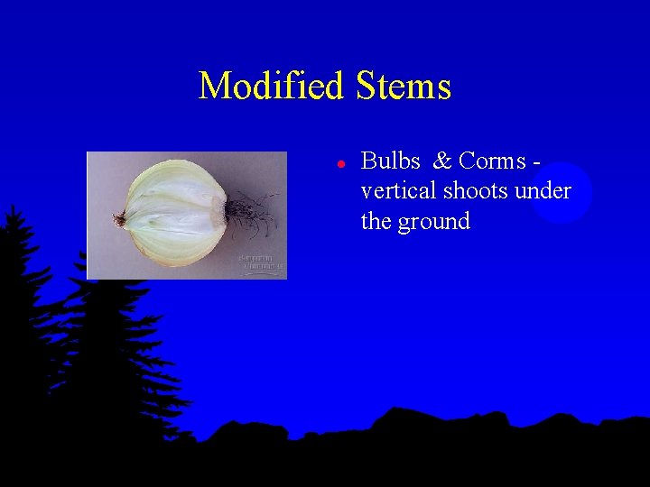 Modified Stems l Bulbs & Corms vertical shoots under the ground 