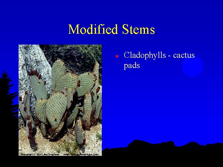 Modified Stems l Cladophylls - cactus pads 