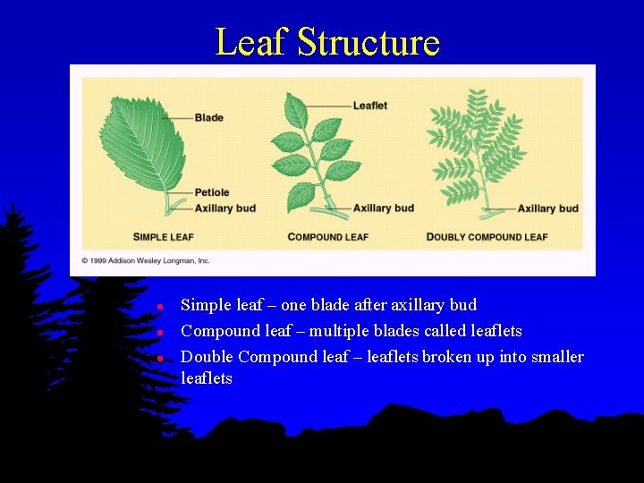 Leaf Structure l l l Simple leaf – one blade after axillary bud Compound