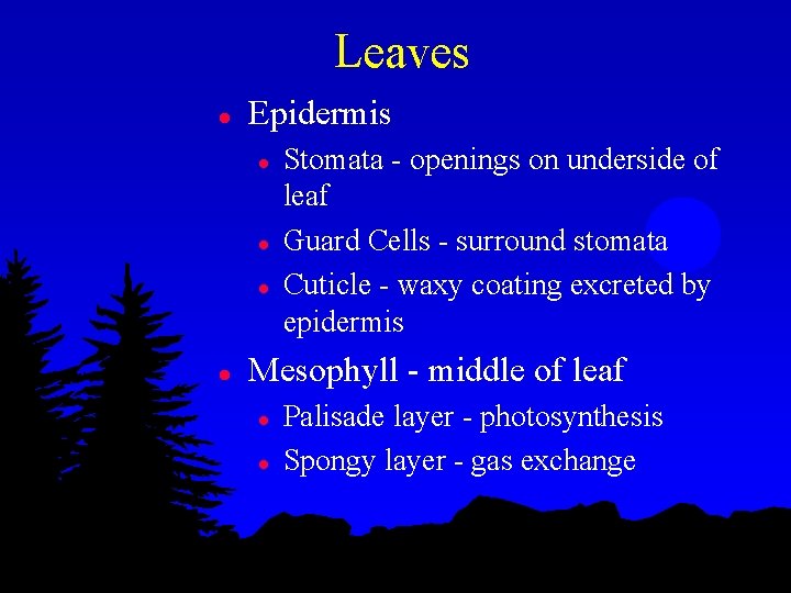 Leaves l Epidermis l l Stomata - openings on underside of leaf Guard Cells