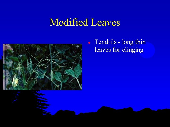 Modified Leaves l Tendrils - long thin leaves for clinging 