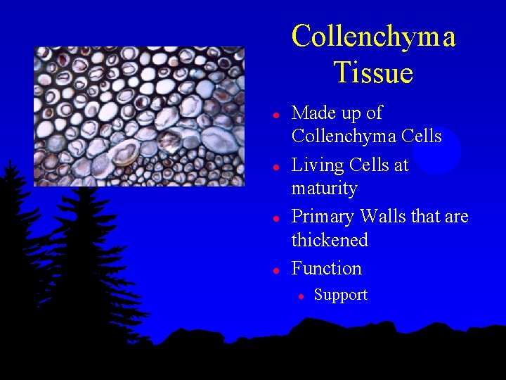Collenchyma Tissue l l Made up of Collenchyma Cells Living Cells at maturity Primary