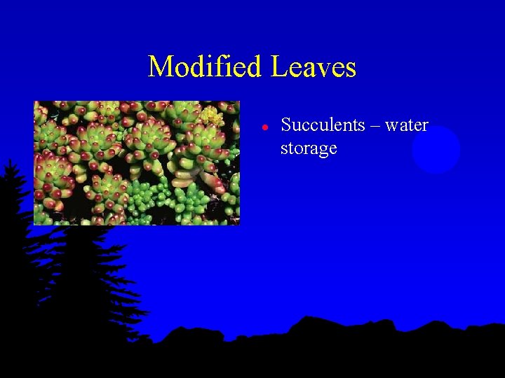 Modified Leaves l Succulents – water storage 