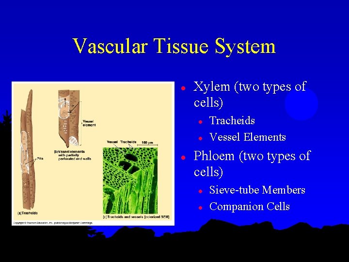Vascular Tissue System l Xylem (two types of cells) l l l Tracheids Vessel