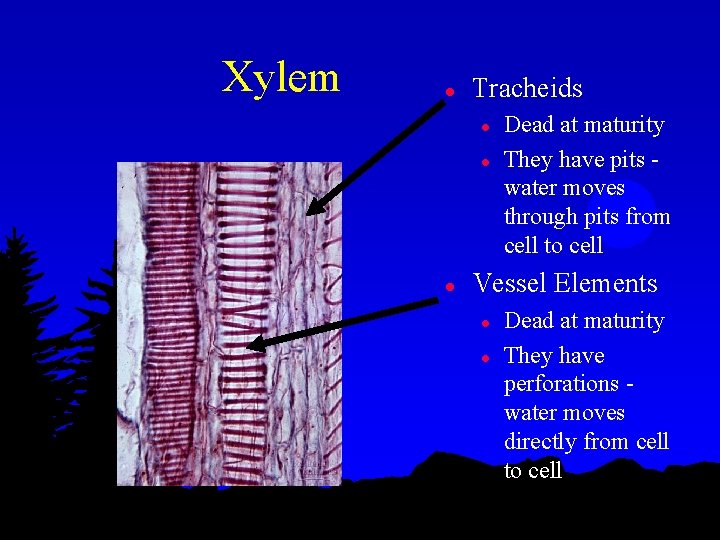 Xylem l Tracheids l l l Dead at maturity They have pits water moves