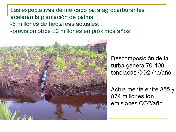 Las expectativas de mercado para agrocarburantes aceleran la plantación de palma: -6 millones de