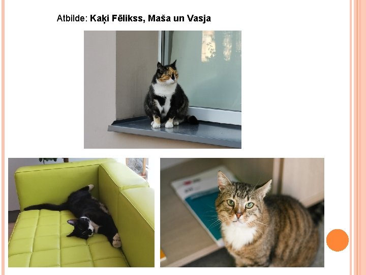 Atbilde: Kaķi Fēlikss, Maša un Vasja 