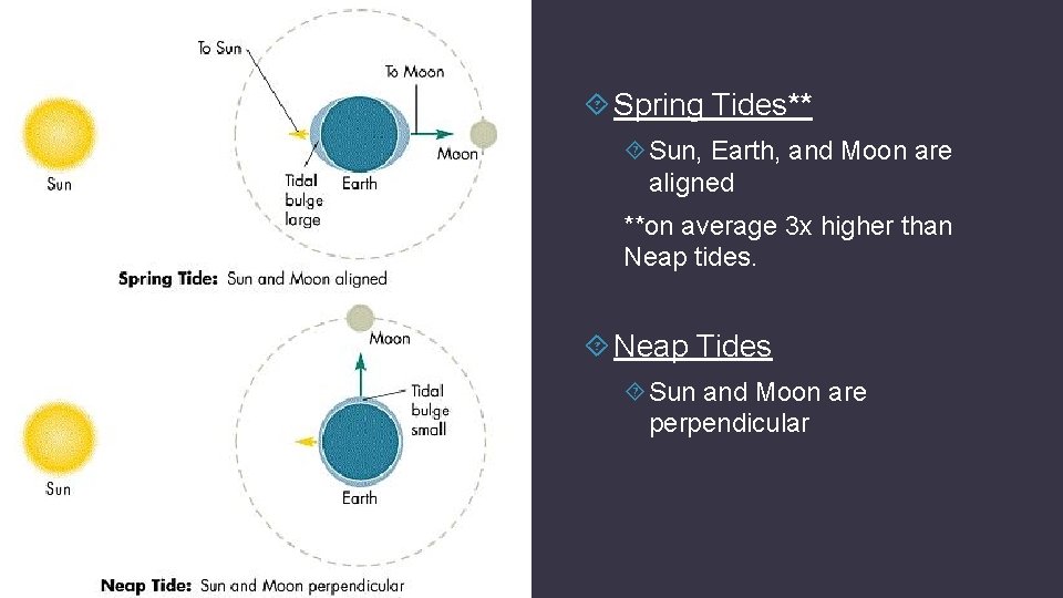  Spring Tides** Sun, Earth, and Moon are aligned **on average 3 x higher