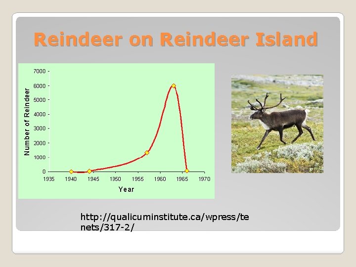 Reindeer on Reindeer Island http: //qualicuminstitute. ca/wpress/te nets/317 -2/ 