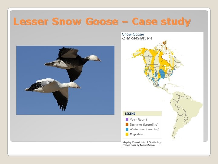 Lesser Snow Goose – Case study 