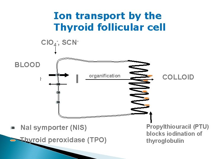 Ion transport by the Thyroid follicular cell Cl. O 4 -, SCNBLOOD I- I