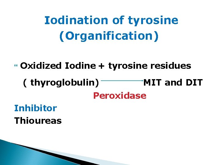 Iodination of tyrosine (Organification) Oxidized Iodine + tyrosine residues ( thyroglobulin) MIT and DIT