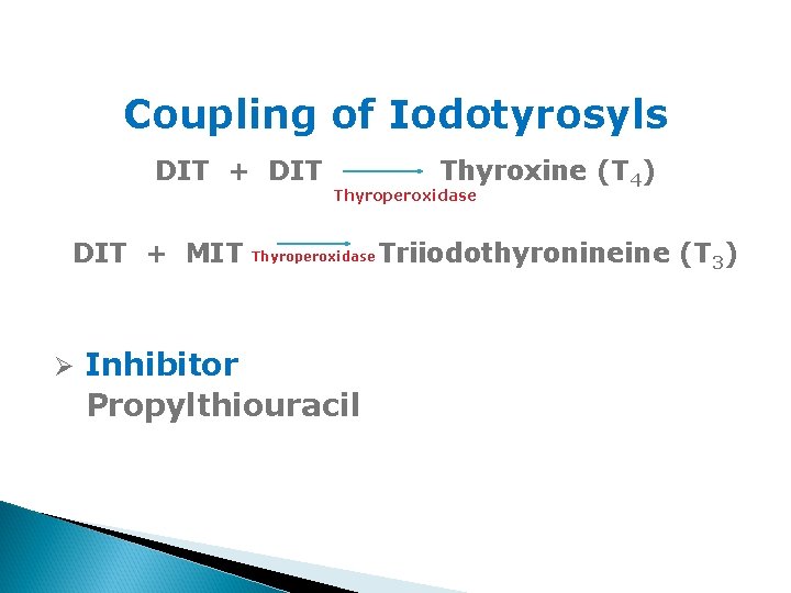 Coupling of Iodotyrosyls DIT + MIT Thyroxine (T 4) Thyroperoxidase Ø Inhibitor Propylthiouracil Triiodothyronineine