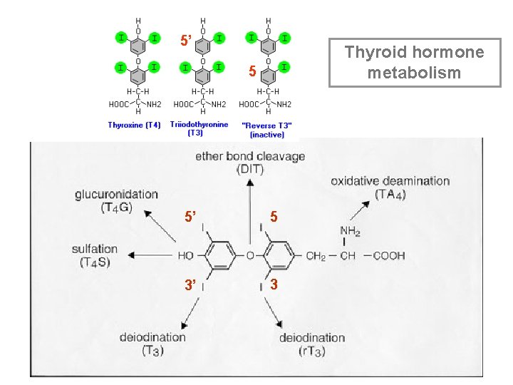 5’ Thyroid hormone metabolism 5 5’ 5 3’ 3 