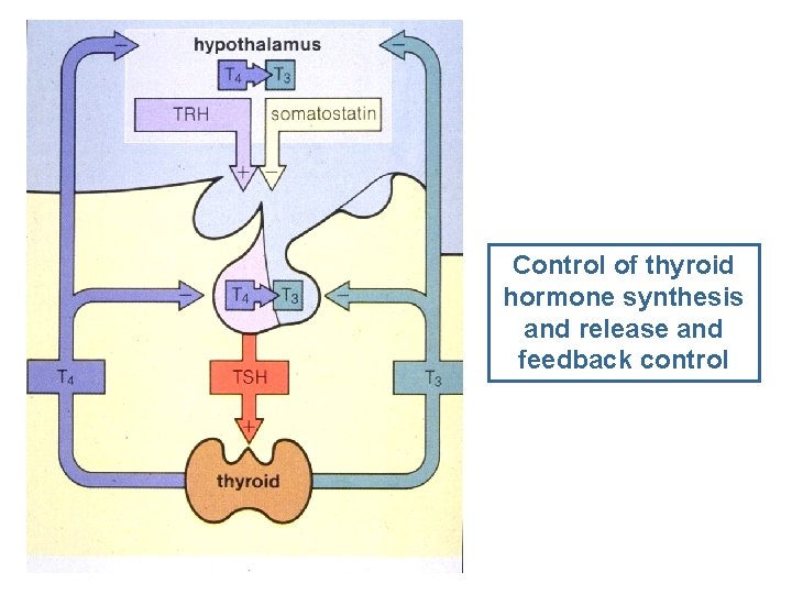 Control of thyroid hormone synthesis and release and feedback control 