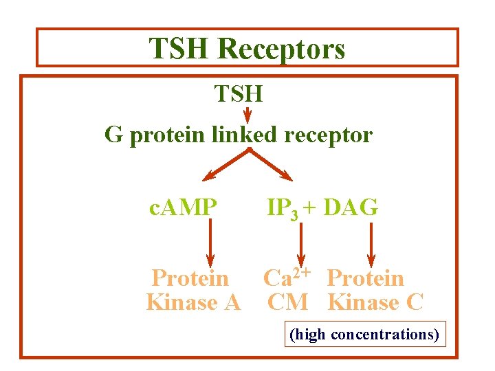 TSH Receptors TSH G protein linked receptor c. AMP IP 3 + DAG Protein