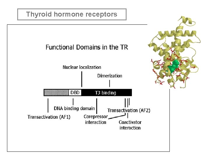 Thyroid hormone receptors 
