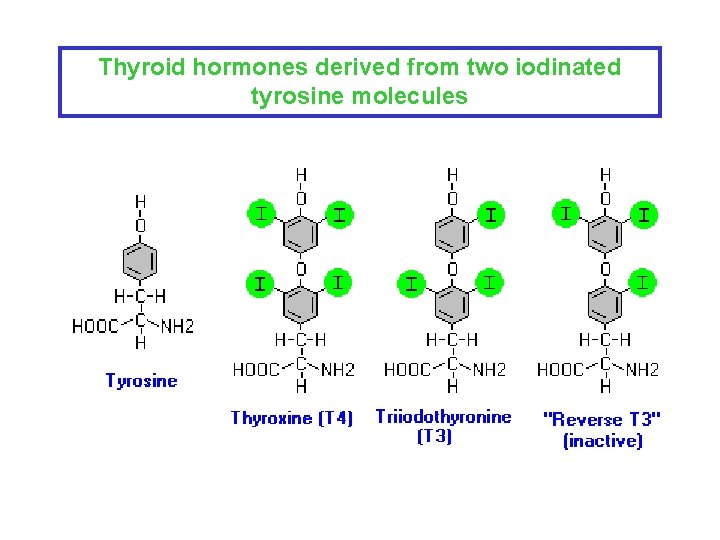 Thyroid hormones derived from two iodinated tyrosine molecules 