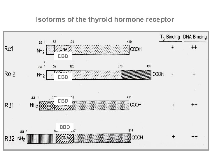 Isoforms of the thyroid hormone receptor DBD DBD 