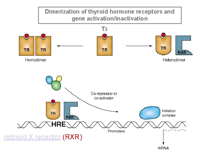 Dimerization of thyroid hormone receptors and gene activation/inactivation T 3 retinoid X receptor (RXR)