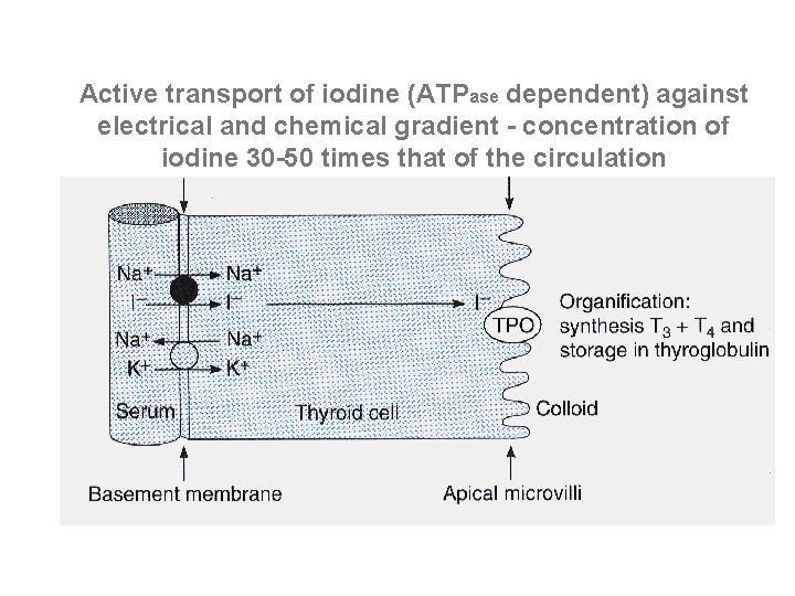Active transport of iodine (ATPase dependent) against electrical and chemical gradient - concentration of