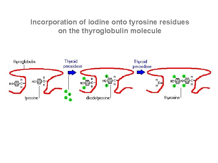 Incorporation of iodine onto tyrosine residues on the thyroglobulin molecule 