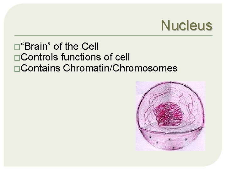 Some Random Cell Facts The average human being