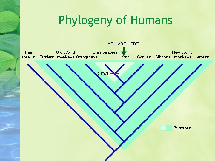 Phylogeny of Humans 