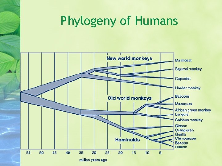 Phylogeny of Humans 