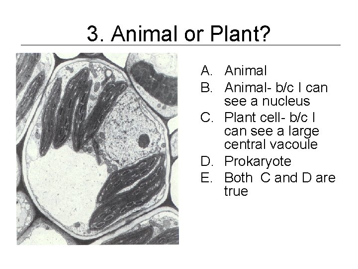 3. Animal or Plant? A. Animal B. Animal- b/c I can see a nucleus