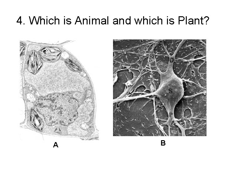 4. Which is Animal and which is Plant? A B 