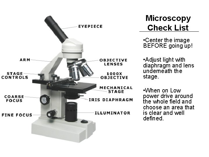 Microscopy Check List • Center the image BEFORE going up! • Adjust light with